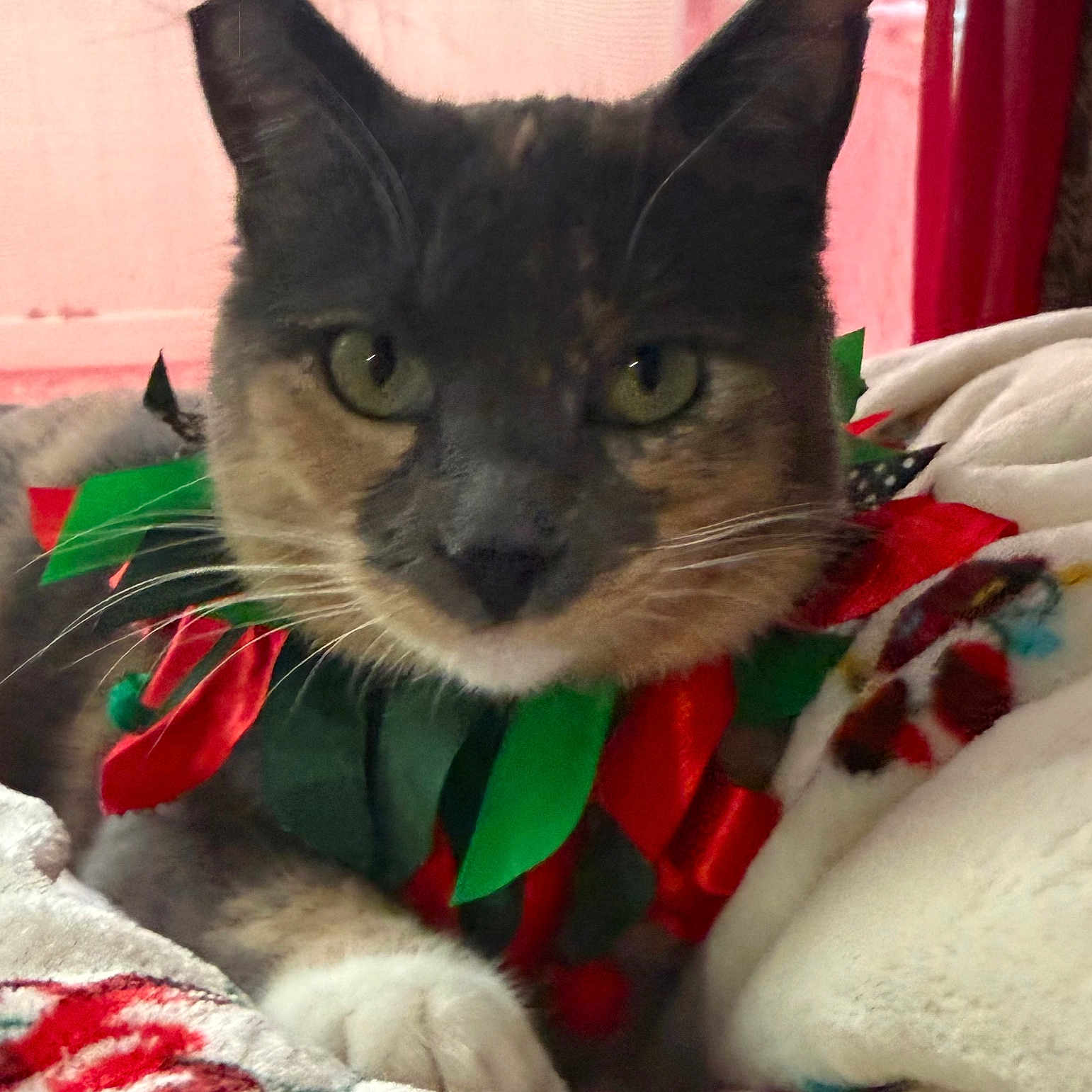Jenny Bean is registered to the contest to win money with this photo: animal, blanket, cat, close_up, collar, cozy, curtain, feline, fur, green, green_eyes, indoor, paw, pet, portrait, red, resting, soft_texture, whiskers, window