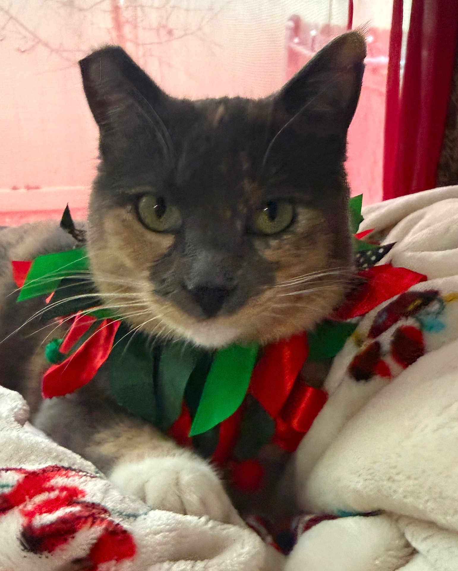Jenny Bean is registered to the contest to win money with this photo: animal, blanket, cat, close_up, collar, cozy, curtain, feline, fur, green, green_eyes, indoor, paw, pet, portrait, red, resting, soft_texture, whiskers, window