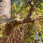 Daisy Mae is registered to the contest to win money with this photo: cat, tabby_cat, tree, branch, greenery, leaves, sunlight, outdoor, nature, sky, blue_sky, animal, feline, relaxing, wildlife, daylight, curious, mammal, forest, wood