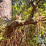 cat, tabby_cat, tree, branch, greenery, leaves, sunlight, outdoor, nature, sky, blue_sky, animal, feline, relaxing, wildlife, daylight, curious, mammal, forest, wood
