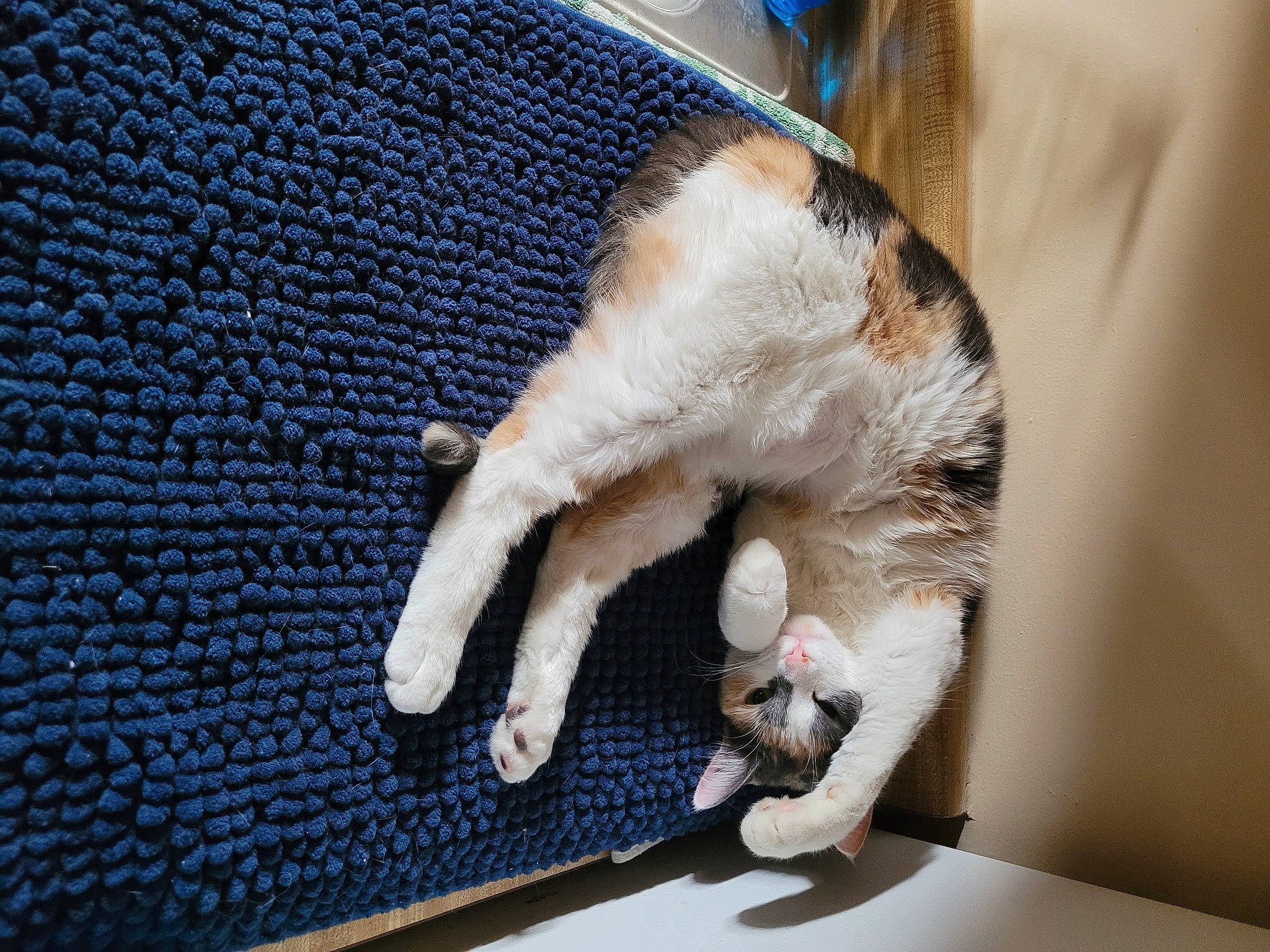 Lily is registered to the contest to win money with this photo: blue, carnivore, cat, cat_supply, claw, comfort, domestic_short_haired_cat, electric_blue, fawn, felidae, fur, linens, paw, small_to_medium_sized_cats, snout, tail, textile, whiskers, wood, woolen