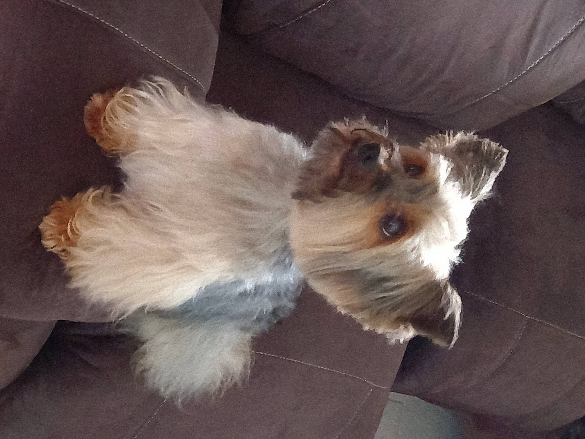 Hidalgo a rejoint le concours — aidez-le/la à gagner de superbes lots ! biewer_terrier, canidae, carnivore, companion_dog, dog, dog_breed, dog_supply, fawn, fur, maltepoo, non_sporting_group, puppy, small_terrier, snout, sporting_group, terrier, toy_dog, working_animal