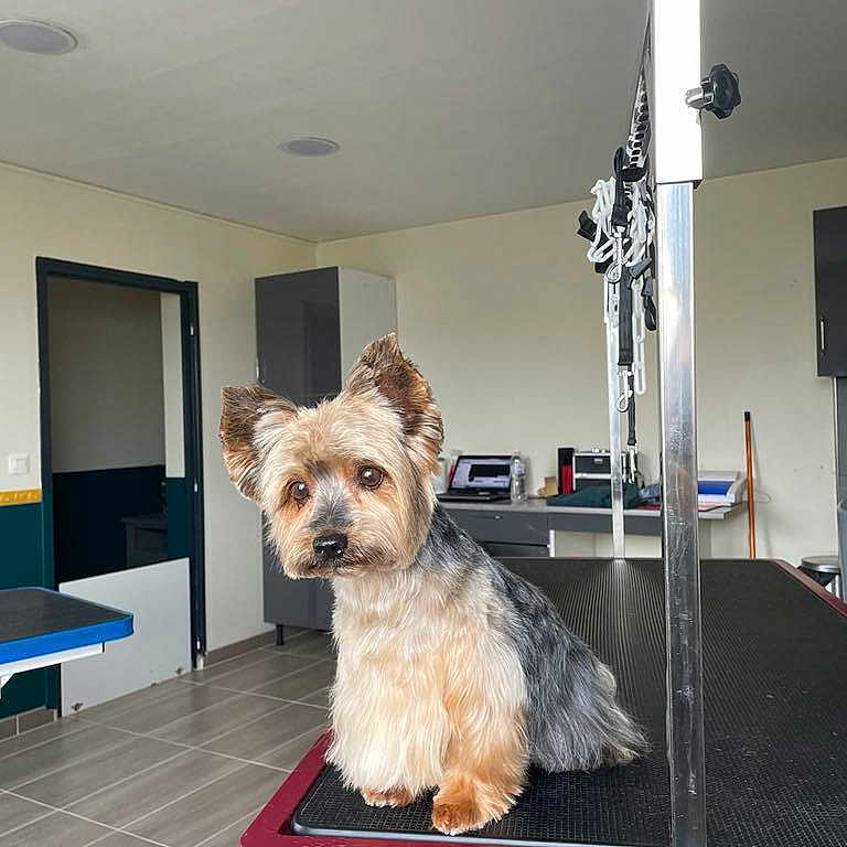 Hydalgo participe au concours pour gagner de l'argent avec cette photo : animal, cabinet, clean_room, cute, dog, door, floor_tiles, fur, grooming_table, indoor, metal_pole, pet, pet_care, pet_grooming, salon, small_dog, table, waiting, well_lit, yorkshire_terrier