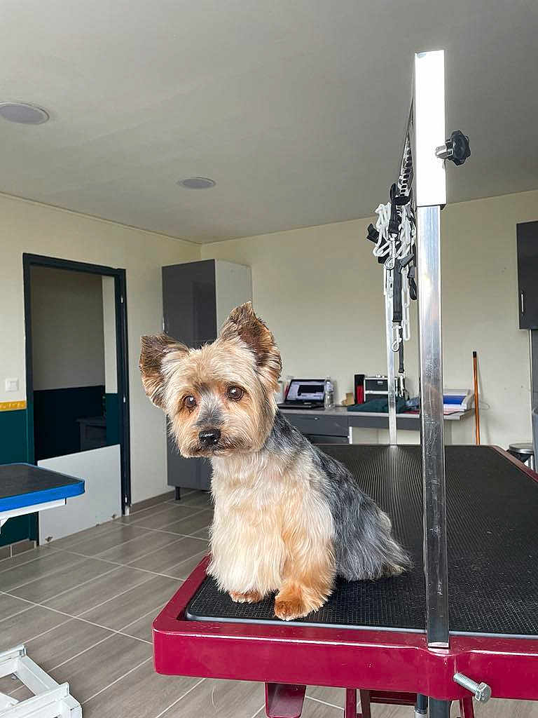 Hydalgo participe au concours pour gagner de l'argent avec cette photo : animal, cabinet, clean_room, cute, dog, door, floor_tiles, fur, grooming_table, indoor, metal_pole, pet, pet_care, pet_grooming, salon, small_dog, table, waiting, well_lit, yorkshire_terrier