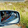 blue_sky, car, dog, hand, nature, outdoor, person, phone, plants, reflection, road, seatbelt, side_mirror, small_dog, sunny, travel, vehicle, white_dog, wild_plants, window