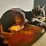 cat, feline, animal, pet, couch, sunlight, indoor, relaxing, fur, tail, collar, shadow, wall, colorful_light, texture, resting, side_view, whiskers, paw, comfortable