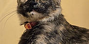 Maeday joined the competition — help win amazing prizes! cat, tortoiseshell, close_up, portrait, pet, animal, feline, fur, whiskers, ears, collar, green_eyes, indoor, curious, looking_away, cute, domestic_cat, mammal, face, soft_light