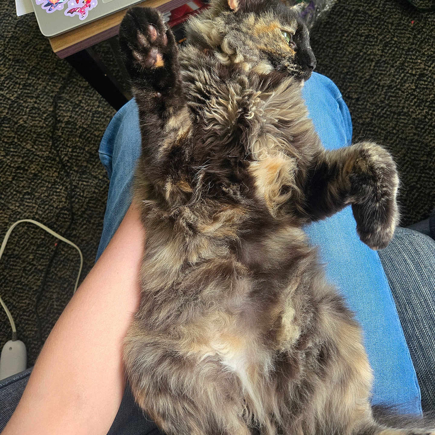 Maeday joined the competition — help win amazing prizes! animal, carpet, casual, cat, cozy, feline, fluffy, fur, home, indoor, lap, laptop, paw, person, pet, playful, relaxed, resting, stickers, tortoiseshell_cat