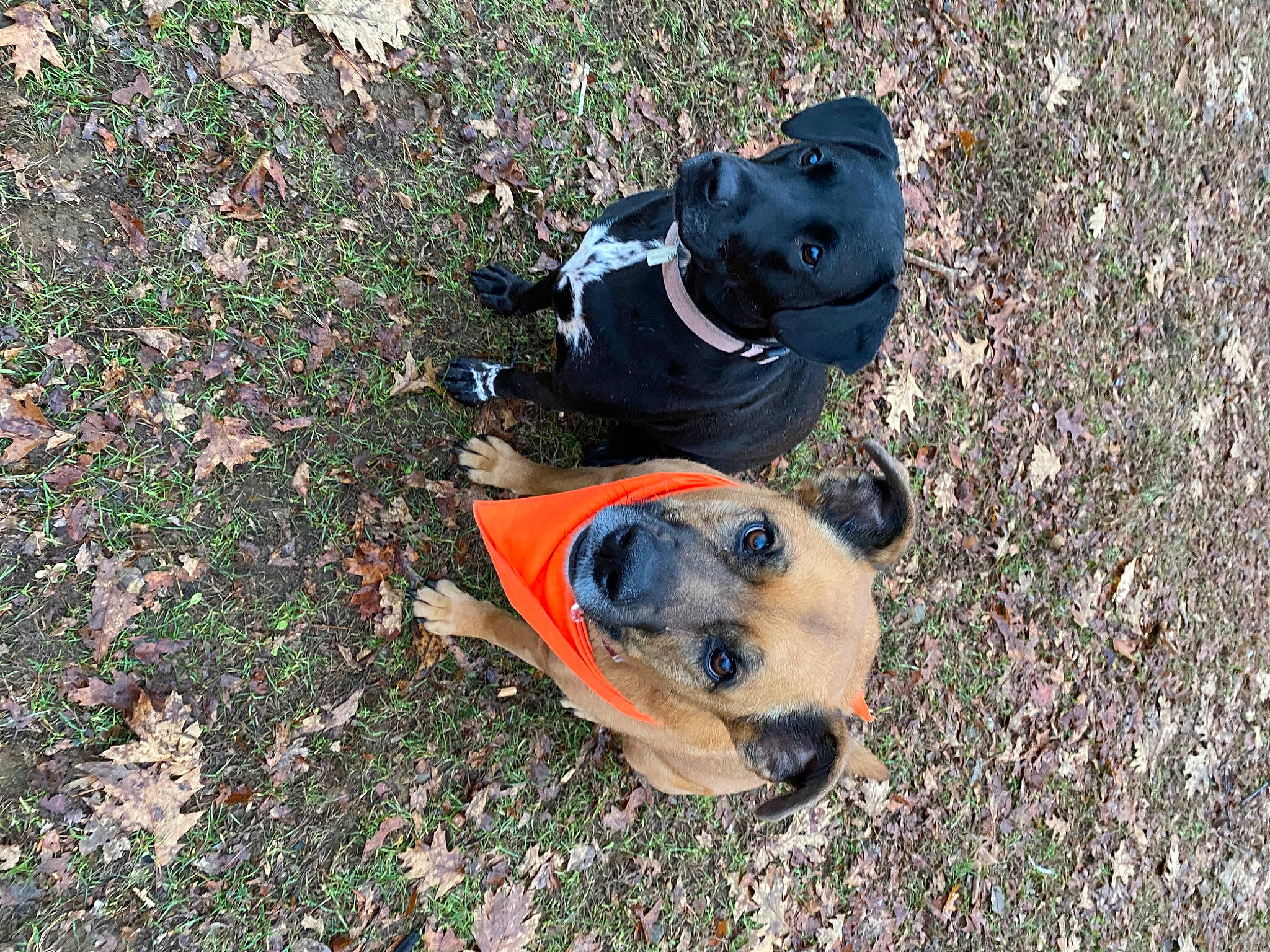 Gracie joined the competition — help win amazing prizes! adventure, canidae, carnivore, collar, companion_dog, dog, dog_breed, dog_clothes, dog_collar, dog_supply, fashion_accessory, fawn, grass, hat, personal_protective_equipment, recreation, snout, soil, sporting_group, working_animal