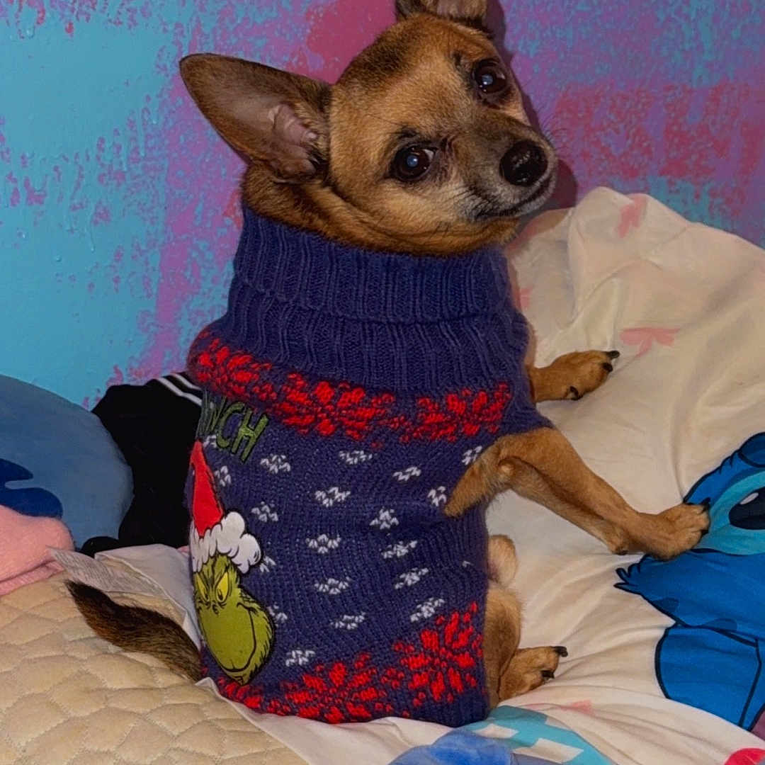 Nacho Jalapeño is registered to the contest to win money with this photo: animal, bed, blanket, colorful, companion, cozy, cute, dog, fabric, furry, grinch, holiday_theme, indoor, looking_back, pet, plush_toy, portrait, small_dog, sweater, textured_wall