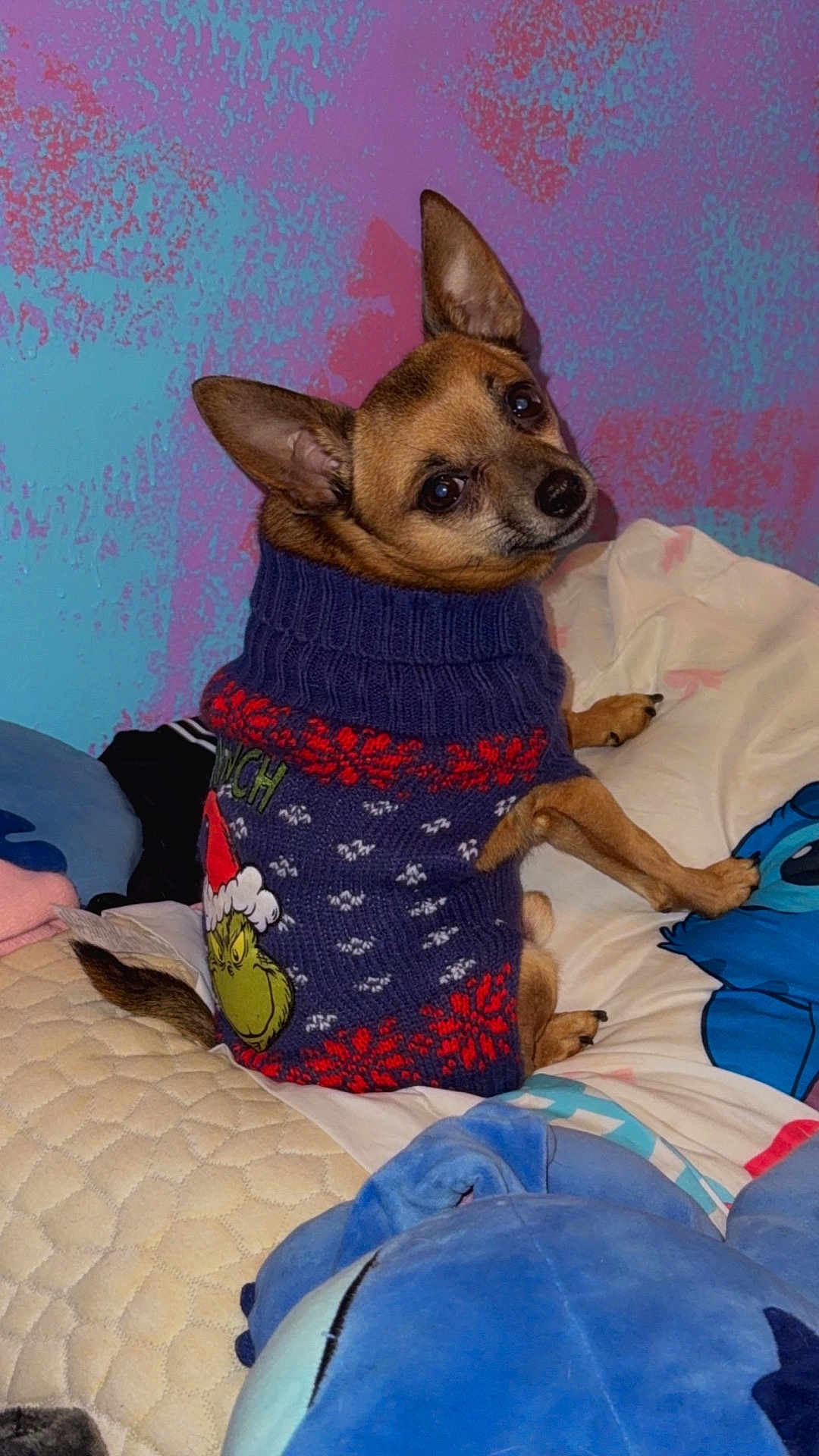 Nacho Jalapeño is registered to the contest to win money with this photo: animal, bed, blanket, colorful, companion, cozy, cute, dog, fabric, furry, grinch, holiday_theme, indoor, looking_back, pet, plush_toy, portrait, small_dog, sweater, textured_wall