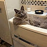 cat, gray_cat, fluffy, fur, pet, animal, bathroom, bathtub, indoor, home, relaxing, reclining, sitting, face, eyes, ears, whiskers, bowl, tiles, furniture