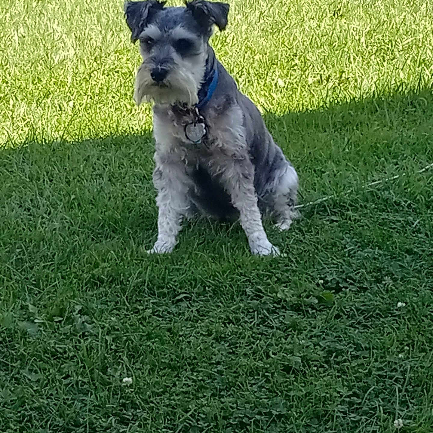 Max is registered to the contest to win money with this photo: accessories, animal, ball, canine, dog, field, football, grass, grassland, green, lawn, nature, outdoors, pet, plant, poodle, puppy, soccer, strap, terrier