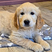 Baëly participe au concours pour gagner de l'argent avec cette photo : golden_retriever, puppy, dog, pet, animal, blanket, paw_print, floor, wooden_floor, indoor, cute, fur, laying_down, portrait, young, domestic_animal, eyes, ears, nose, whiskers