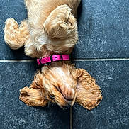Amy participe au concours pour gagner de l'argent avec cette photo : animal, collar, curly_ears, cute, dog, domestic_animal, floor, fur, fur_texture, golden, indoor, lying_down, pet, pink_collar, puppy, relaxed, sleeping, tile_floor, upside_down, young_dog