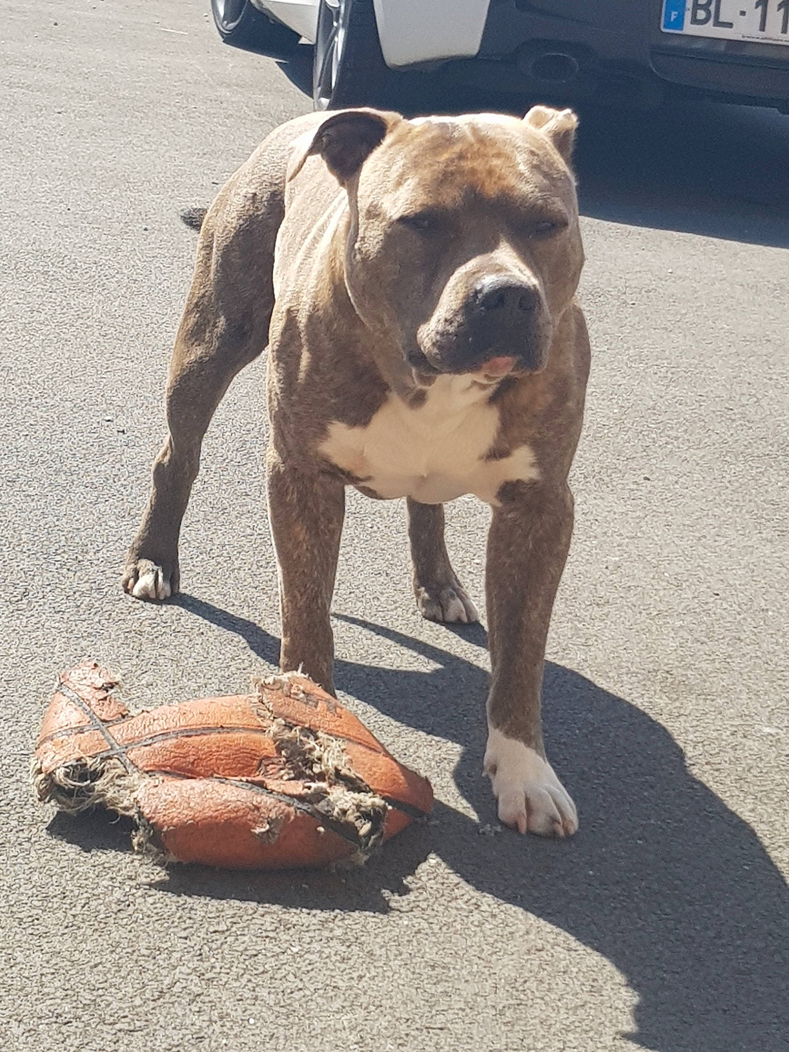Manny a rejoint le concours — aidez-le/la à gagner de superbes lots ! american_bulldog, american_pit_bull_terrier, bulldog, carnivoran, dog, dog_breed, dog_breed_group, dog_like_mammal, mammal, non_sporting_group, old_english_bulldog, olde_english_bulldogge, snout, vertebrate