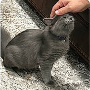 Gus Gus is registered to the contest to win money with this photo: cat, gray_cat, pet, animal, carpet, hand, human_hand, scratching, happy_cat, fluffy, indoor, feline, collar, relaxed, domestic_cat, cute, whiskers, sitting, close_up, content