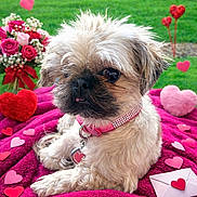 Tilly joined the competition — help win amazing prizes! blanket, bouquet, bow, collar, cute, dog, envelope, flowers, furry, grass, heart_shape, hearts, outdoor, pet, pink, plush, portrait, puppy, tag, valentine