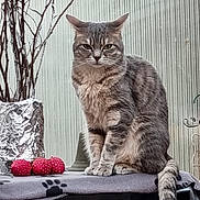 Rhumca participe au concours pour gagner de l'argent avec cette photo : cat, tabby_cat, sitting, indoor, blanket, paw_print, kitchen_appliance, foil_wrapped_container, branches, red_decorative_balls, feline, fur, tail, whiskers, eyes, pet, domestic_animal, gray, striped, serious_expression