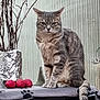 cat, tabby_cat, sitting, indoor, blanket, paw_print, kitchen_appliance, foil_wrapped_container, branches, red_decorative_balls, feline, fur, tail, whiskers, eyes, pet, domestic_animal, gray, striped, serious_expression