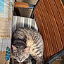 Rhumca a rejoint le concours — aidez-le/la à gagner de superbes lots ! cat, gray_tabby, striped_cushion, wooden_chair, tablecloth, indoor, sunlight, cozy, relaxed, fur, pet, animal, resting, striped, feline, comfort, home, seat, closeup, daylight