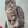 Rhumca a rejoint le concours — aidez-le/la à gagner de superbes lots ! cat, tabby_cat, gray_cat, pet, animal, feline, sitting, indoor, fur, whiskers, ears, tail, paws, toy, red_ball, striped_background, closeup, portrait, domestic_cat, alert