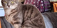 Rhumca participe au concours pour gagner de l'argent avec cette photo : cat, tabby_cat, indoor, table, wooden_table, pet_carrier, purple_bag, striped_fur, yellow_eyes, sitting, feline, domestic_animal, whiskers, ears, tail, household_items, background, furniture, cozy, curious