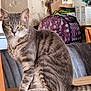 cat, tabby_cat, indoor, table, wooden_table, pet_carrier, purple_bag, striped_fur, yellow_eyes, sitting, feline, domestic_animal, whiskers, ears, tail, household_items, background, furniture, cozy, curious
