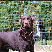 Shanna a rejoint le concours — aidez-le/la à gagner de superbes lots ! dog, labrador, chocolate_labrador, black_and_white_dog, fence, wire_fence, grass, hedge, outdoor, pet, animal, canine, collar, standing, blurred_background, garden, daylight, nature, two_dogs, portrait