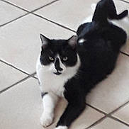 Biscuit participe au concours pour gagner de l'argent avec cette photo : animal, black_and_white, black_fur, casual_photo, cat, ears, feline, floor, green_eyes, home, indoor, lying_down, pet, portrait, sitting, tail, tile_floor, tuxedo_cat, whiskers, white_paws
