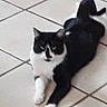 animal, black_and_white, black_fur, casual_photo, cat, ears, feline, floor, green_eyes, home, indoor, lying_down, pet, portrait, sitting, tail, tile_floor, tuxedo_cat, whiskers, white_paws