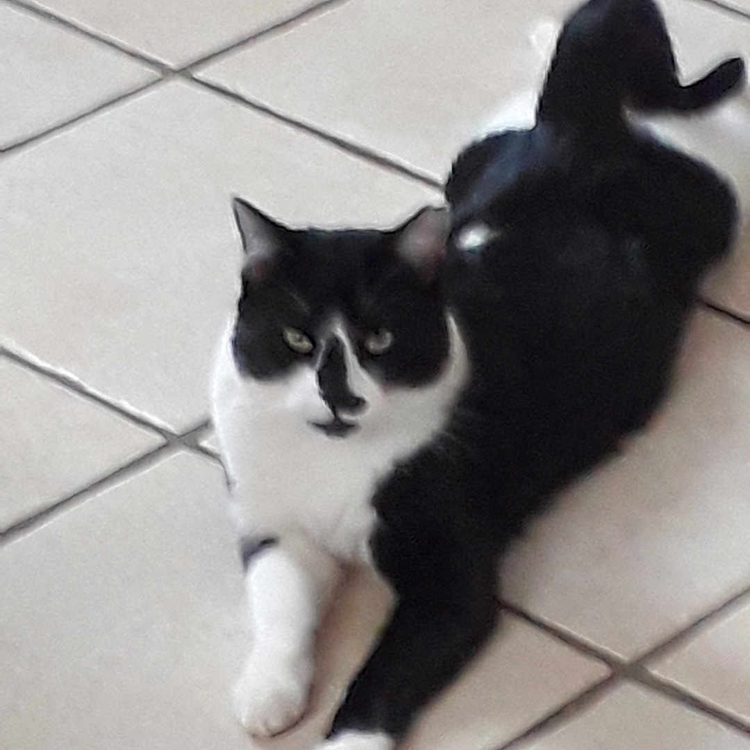 Biscuit