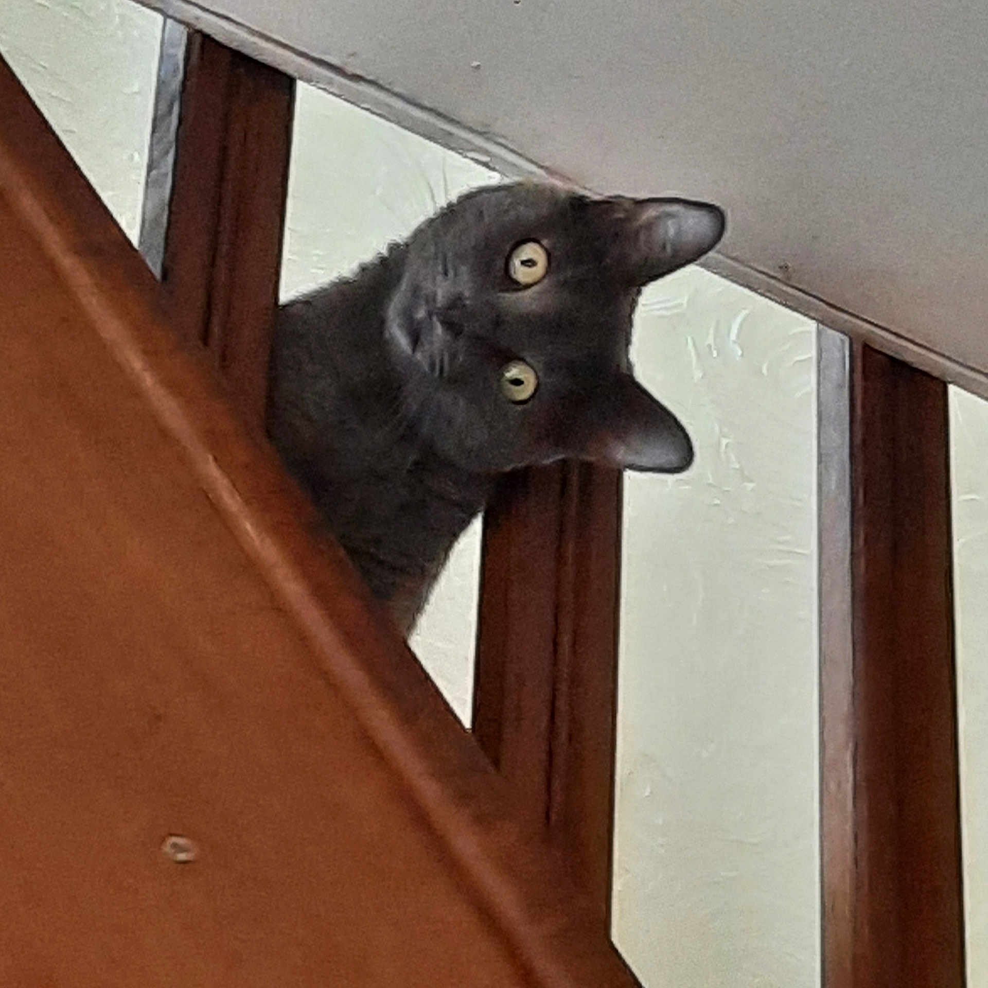 Chipette