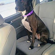 Stella joined the competition — help win amazing prizes! animal, black_and_white_dog, car, car_interior, companion, dog, outdoor, passenger_seat, pet, portrait, purple_collar, road_trip, short_hair, sitting, snow, vehicle, white_chest, white_paws, window, winter