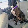 animal, black_and_white_dog, car, car_interior, companion, dog, outdoor, passenger_seat, pet, portrait, purple_collar, road_trip, short_hair, sitting, snow, vehicle, white_chest, white_paws, window, winter
