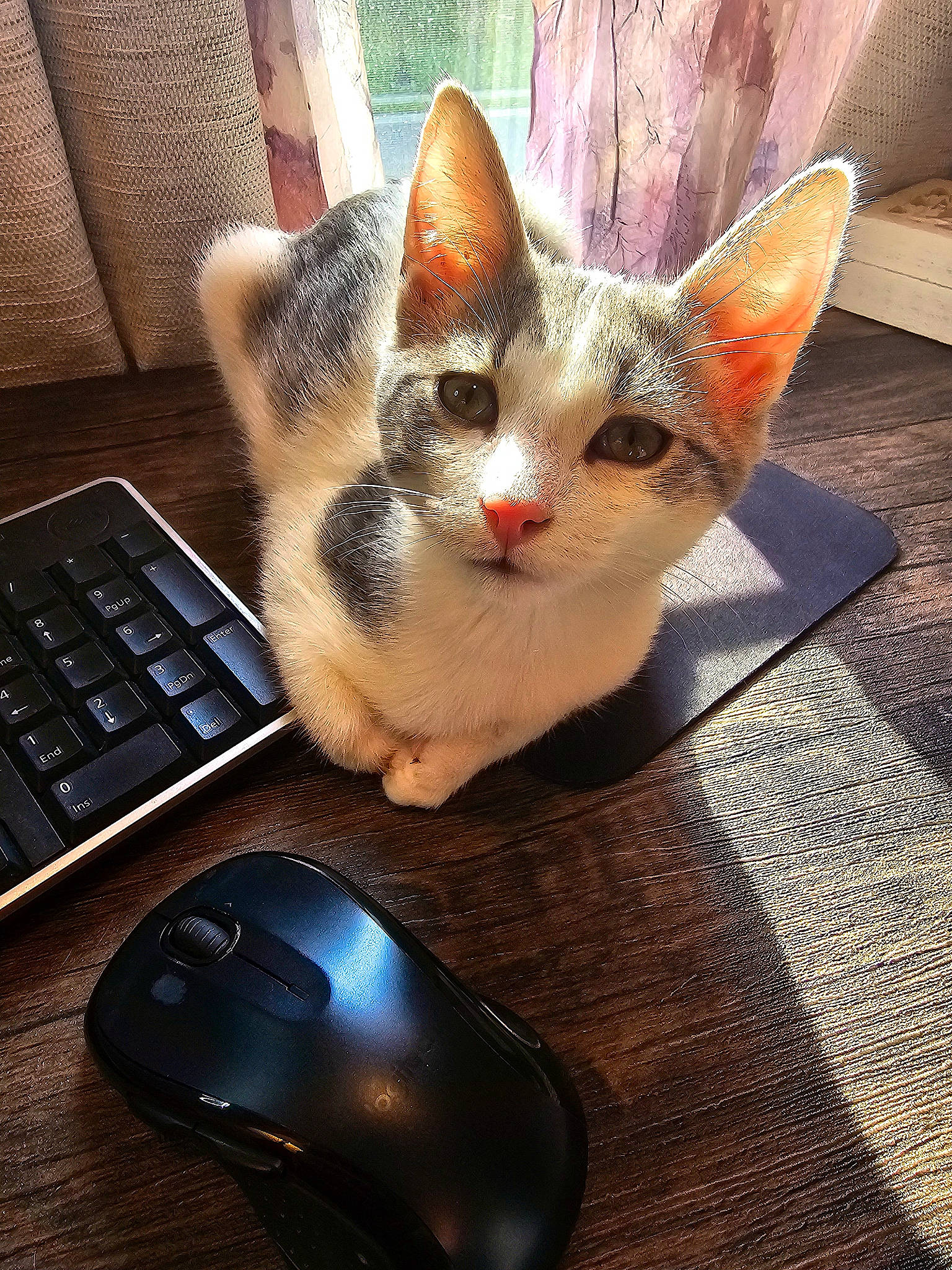 Charlee joined the competition — help win amazing prizes! audio_equipment, carnivore, cat, comfort, computer, computer_hardware, computer_keyboard, electronic_device, fawn, felidae, gadget, input_device, mouse, office_equipment, output_device, peripheral, small_to_medium_sized_cats, snout, tail, whiskers