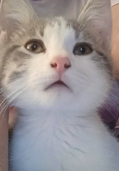 Charlee is registered to the contest to win money with this photo: carnivore, cat, ear, eye, felidae, fur, mammal, small_to_medium_sized_cats, terrestrial_animal, whiskers