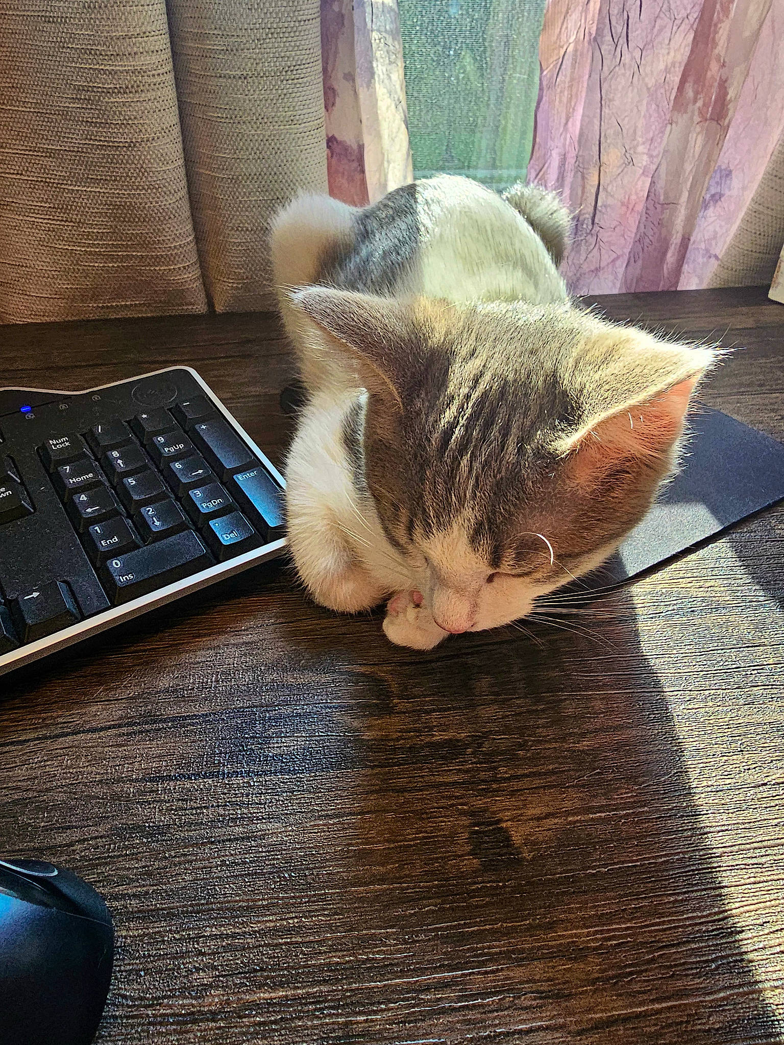 Charlee is registered to the contest to win money with this photo: carnivore, cat, comfort, communication_device, computer_keyboard, felidae, flooring, gadget, input_device, laptop, mouse, office_equipment, output_device, peripheral, personal_computer, plant, small_to_medium_sized_cats, space_bar, whiskers, wood