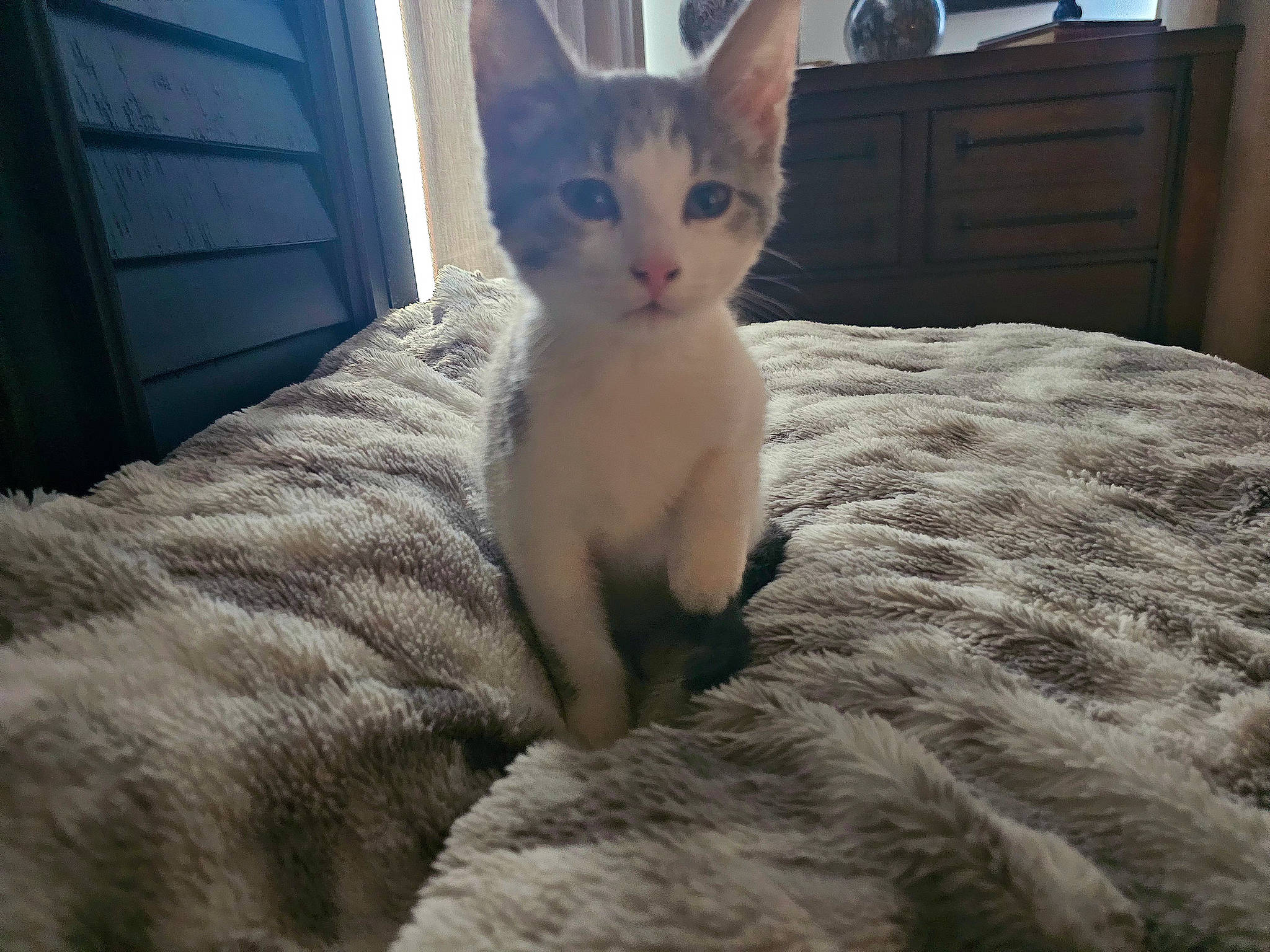 Charlee is registered to the contest to win money with this photo: bed, canidae, carnivore, cat, comfort, domestic_short_haired_cat, door, eye, fawn, felidae, foot, fur, linens, paw, sitting, small_to_medium_sized_cats, snout, tail, terrestrial_animal, whiskers