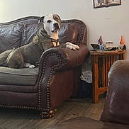 Maximus is registered to the contest to win money with this photo: blanket, couch, decor, dog, furniture, harness, home, household_items, indoor, leather_sofa, living_room, looking_at_camera, paw, pet, pitbull, portrait, relaxed, side_table, wall_art, wood_floor