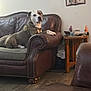 blanket, couch, decor, dog, furniture, harness, home, household_items, indoor, leather_sofa, living_room, looking_at_camera, paw, pet, pitbull, portrait, relaxed, side_table, wall_art, wood_floor