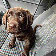 Sushi a rejoint le concours — aidez-le/la à gagner de superbes lots ! animal, canine, car, car_interior, carseat, cushion, dog, homedecor, hound, labradorretriever, pet, pointer, puppy, transportation, vehicle
