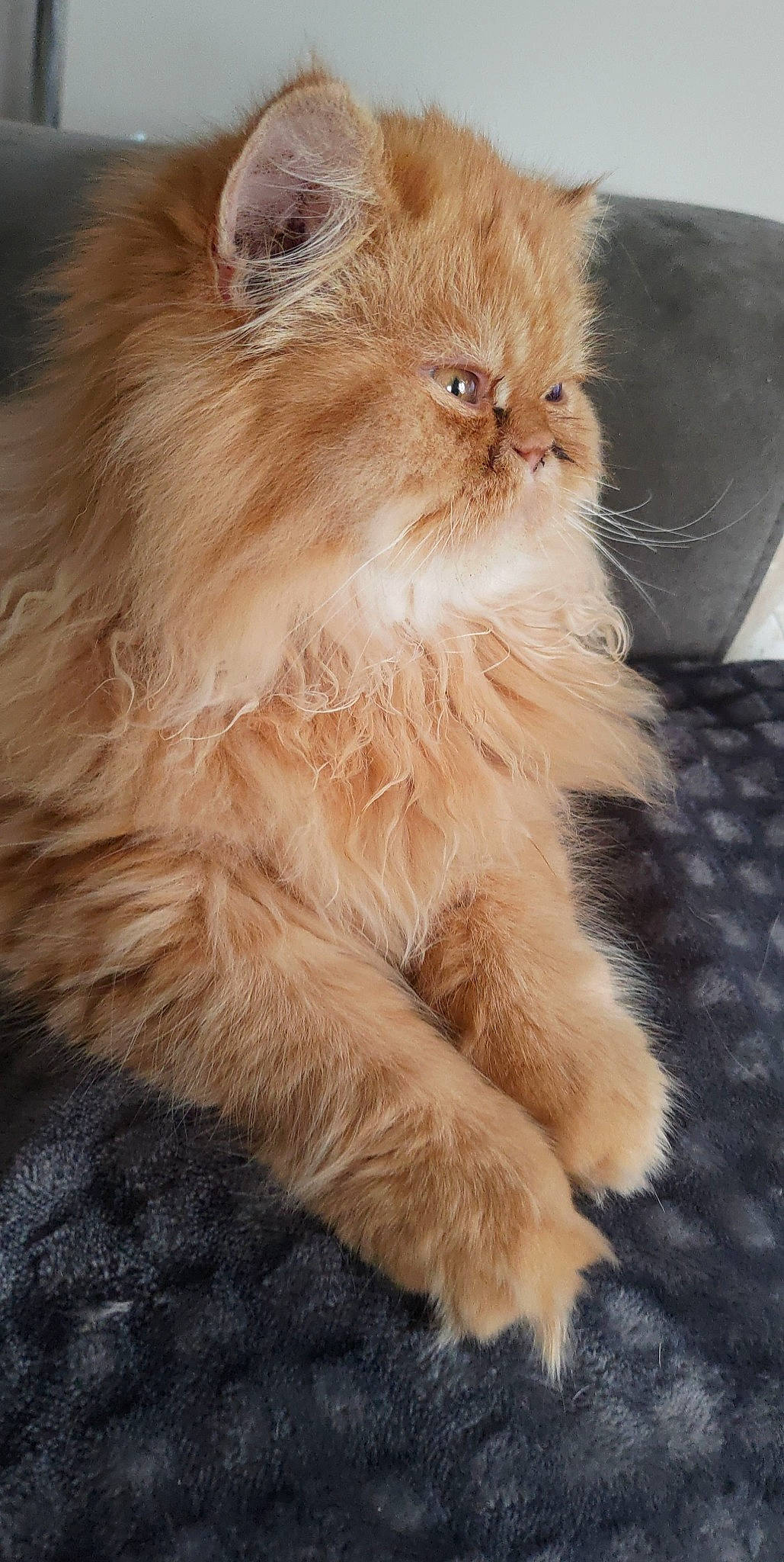 Chamallow participe au concours pour gagner de l'argent avec cette photo : british_longhair, carnivore, cat, claw, comfort, fawn, felidae, fur, persian, small_to_medium_sized_cats, tail, terrestrial_animal, whiskers