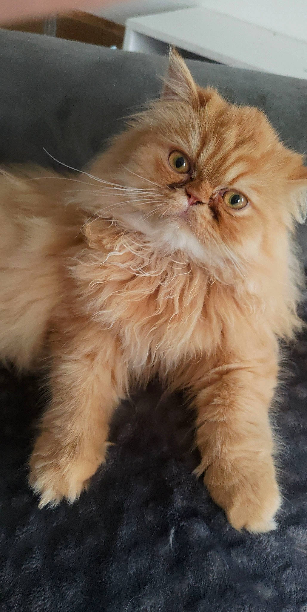 Chamallow participe au concours pour gagner de l'argent avec cette photo : art, british_longhair, carnivore, cat, claw, eye, fawn, felidae, fur, hair, persian, small_to_medium_sized_cats, snout, tail, terrestrial_animal, whiskers, wood, working_animal