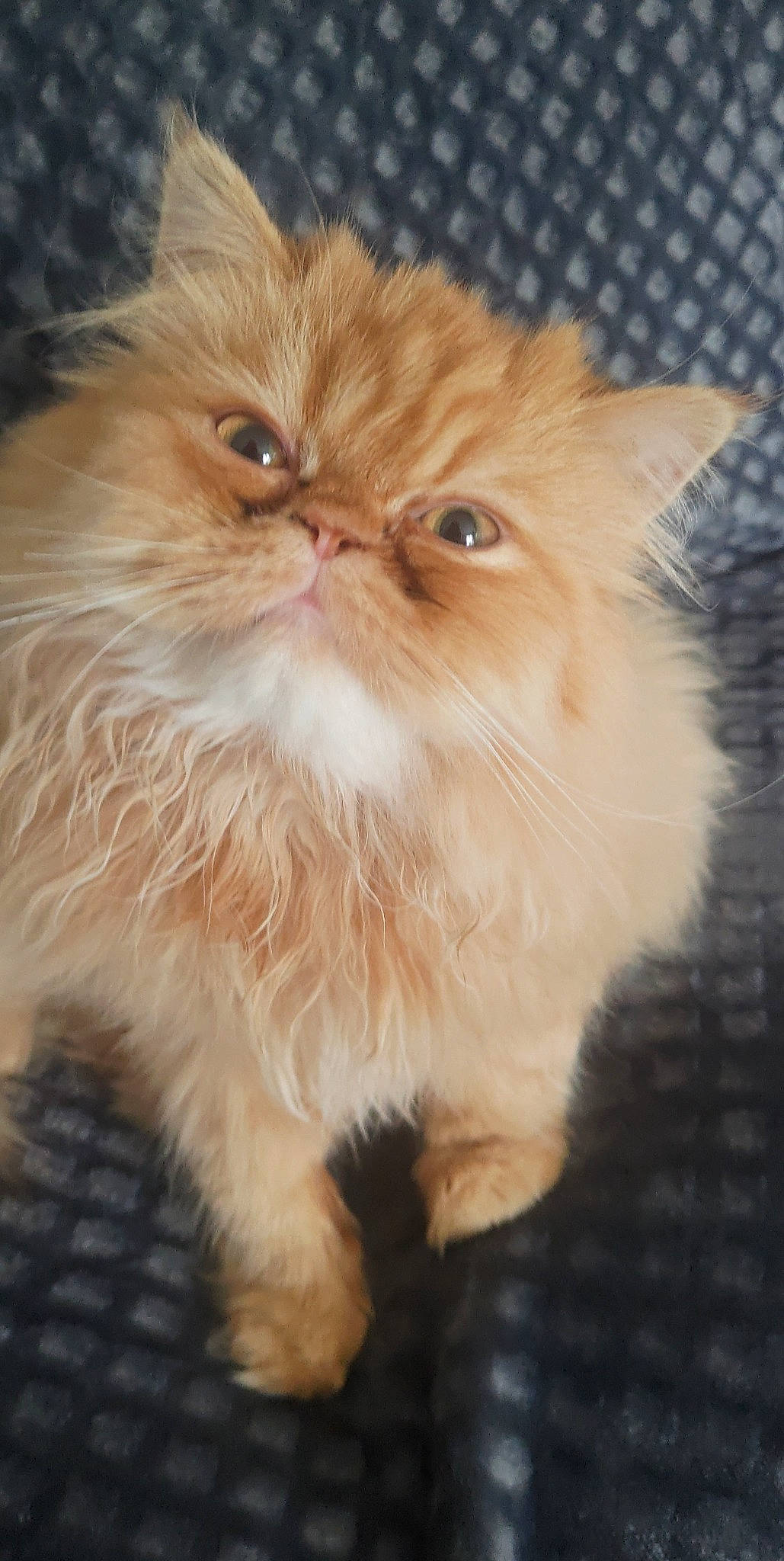 Chamallow a rejoint le concours — aidez-le/la à gagner de superbes lots ! carnivore, cat, eye, fawn, felidae, fur, persian, plant, small_to_medium_sized_cats, snout, terrestrial_animal, whiskers, wood