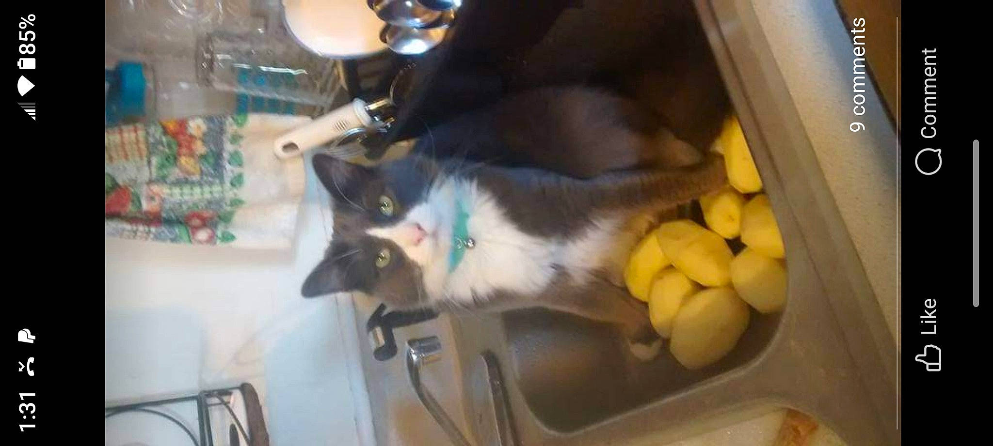 Thomas joined the competition — help win amazing prizes! carnivore, cat, domestic_short_haired_cat, felidae, fur, room, sink, small_to_medium_sized_cats, tail, whiskers, window