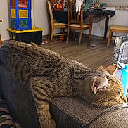 Hanoko is registered to the contest to win money with this photo: cat, tabby_cat, sleeping, indoor, couch, furniture, wooden_chair, floor, gift_wrapping, table, home, relaxing, pet, animal, domestic_animal, fur, whiskers, cozy, resting, living_room