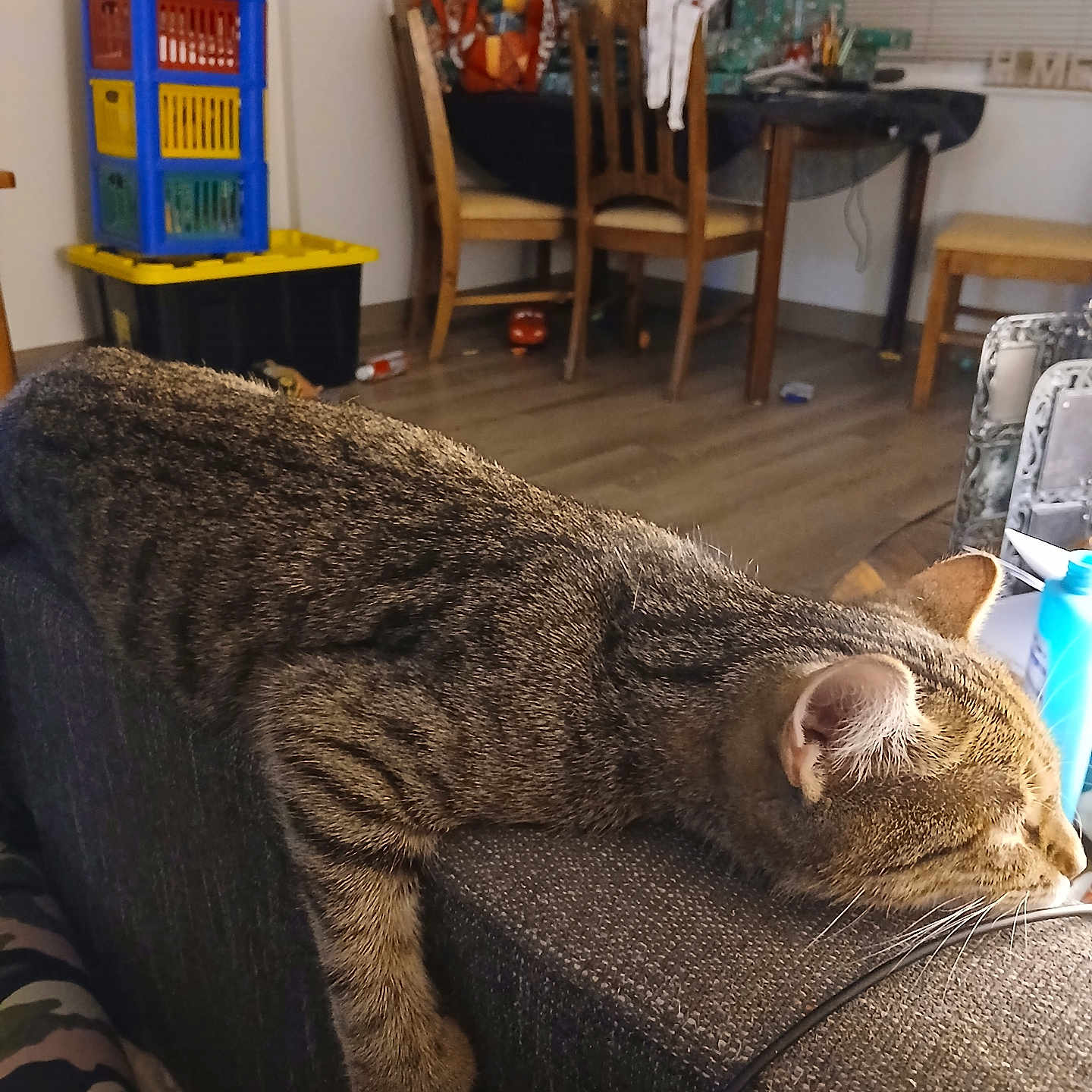 Hanoko is registered to the contest to win money with this photo: animal, cat, couch, cozy, domestic_animal, floor, fur, furniture, gift_wrapping, home, indoor, living_room, pet, relaxing, resting, sleeping, tabby_cat, table, whiskers, wooden_chair