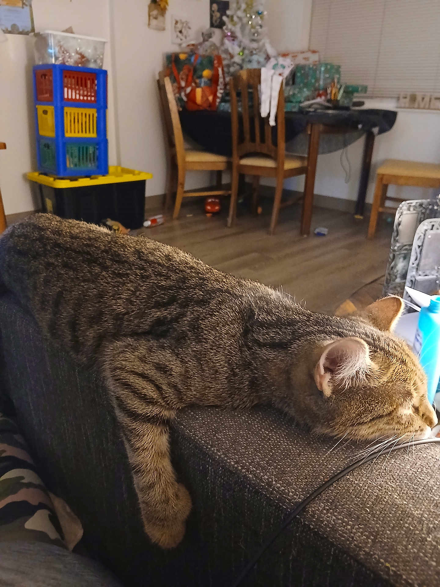 Hanoko is registered to the contest to win money with this photo: cat, tabby_cat, sleeping, indoor, couch, furniture, wooden_chair, floor, gift_wrapping, table, home, relaxing, pet, animal, domestic_animal, fur, whiskers, cozy, resting, living_room