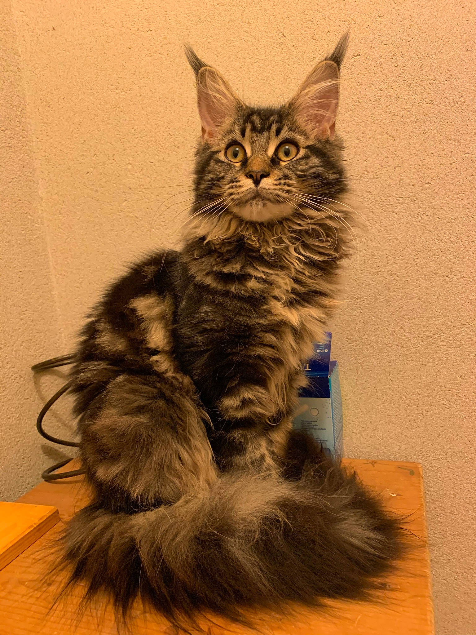 Pace participe au concours pour gagner de l'argent avec cette photo : asian, asian_semi_longhair, british_semi_longhair, carnivore, cat, domestic_long_haired_cat, felidae, fur, kitten, laperm, maine_coon, mammal, norwegian_forest_cat, pixie_bob, ragamuffin, siberian, small_to_medium_sized_cats, tabby_cat, vertebrate, whiskers